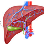 The Role of EGD in Diagnosing Gastrointestinal Disorders