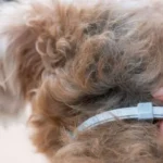 How a Specialist Can Aid in Your Recovery From Lyme Disease